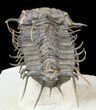 Large, Spiny Koneprusia Trilobite - Foum Zguid, Morocco #46600-2